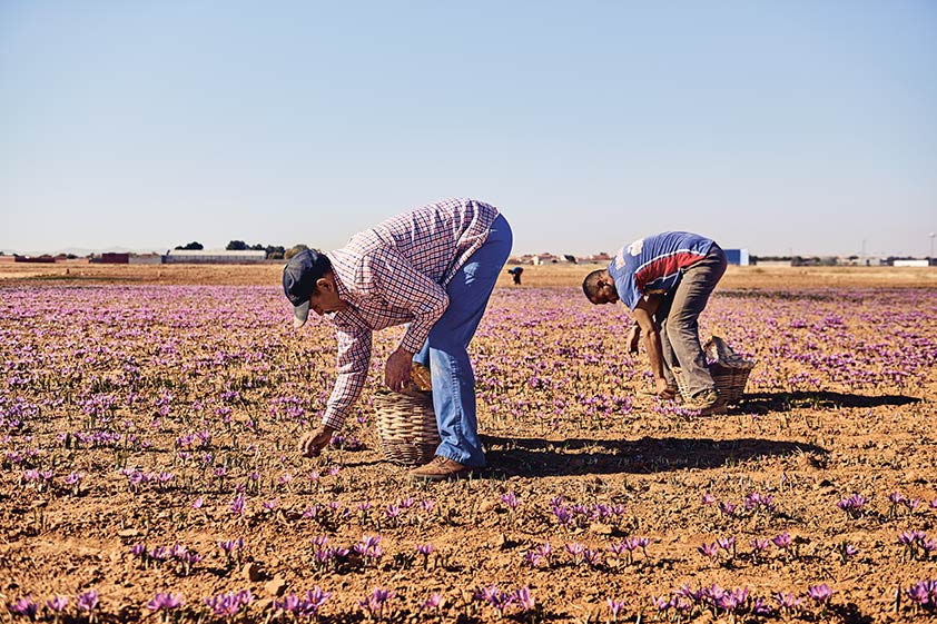 Men picking saffron on a field (photo)