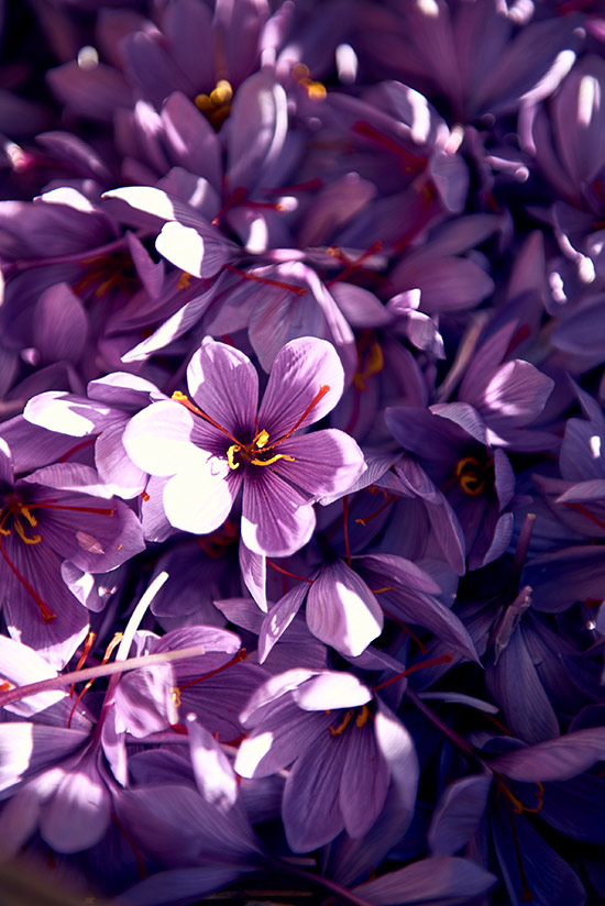 Close up – Saffron flower (photo)