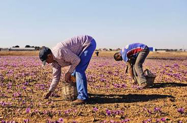 Saffron pickers at work (photo)