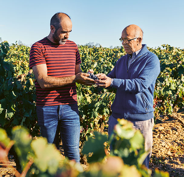 Two men inspecting a grape cluster (Photo)