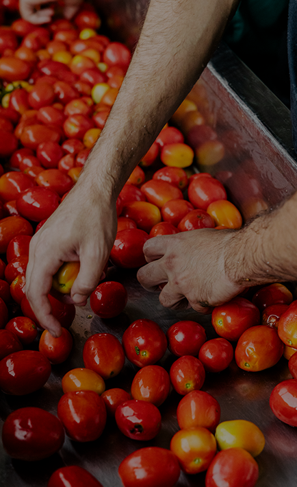 A person is sorting tomatoes.