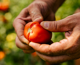 A person is holding a ripe red tomato in their hand.