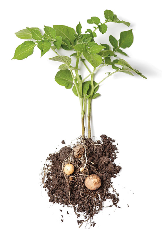 Potatoe plant (photo)