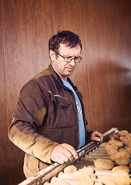 Farmer checks potatoes on an assembly line (photo)