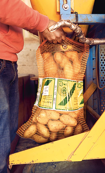 Potato sack on a filling plant (photo)