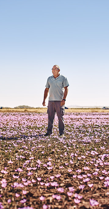 Saffron producer Jesús Sánchez Cruza standing on a saffron field (photo)