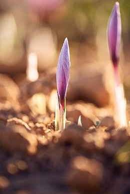Saffron plant (photo)