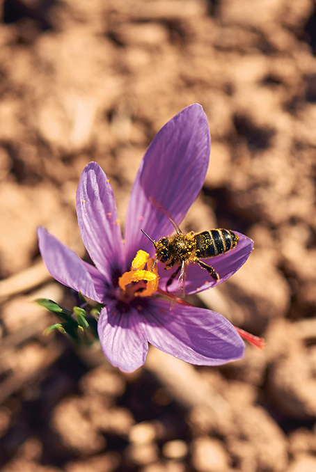 The pollination action of a bee (photo)