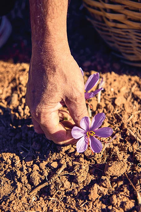 Close up – Saffron harvest by hand (photo)