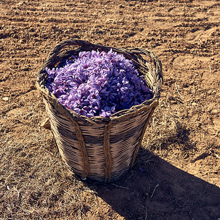 Basket full of fresh saffron (photo)