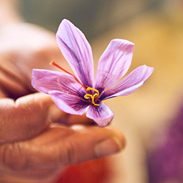 Saffron flower held by a hand (photo)
