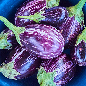 Food product – Eggplants (photo)
